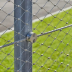 WIRE ROPE MESH - 图片 4