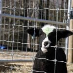 GALVANIZED CATTLE FENCE - Image 2
